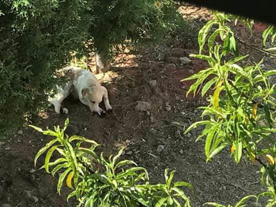 Mujer corta patas a perros en Ixtacuixtla